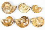 Lot: - Polished Jurassic Ammonites - Pieces #76989-2